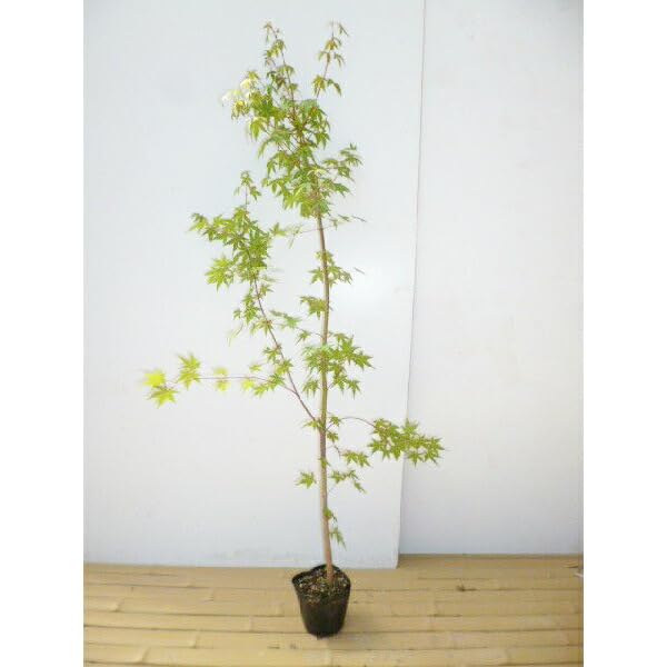 Amazon.co.jp: 苗/苗木 【5本セット】 イロハモミジ 樹高0.8m前後 10.5