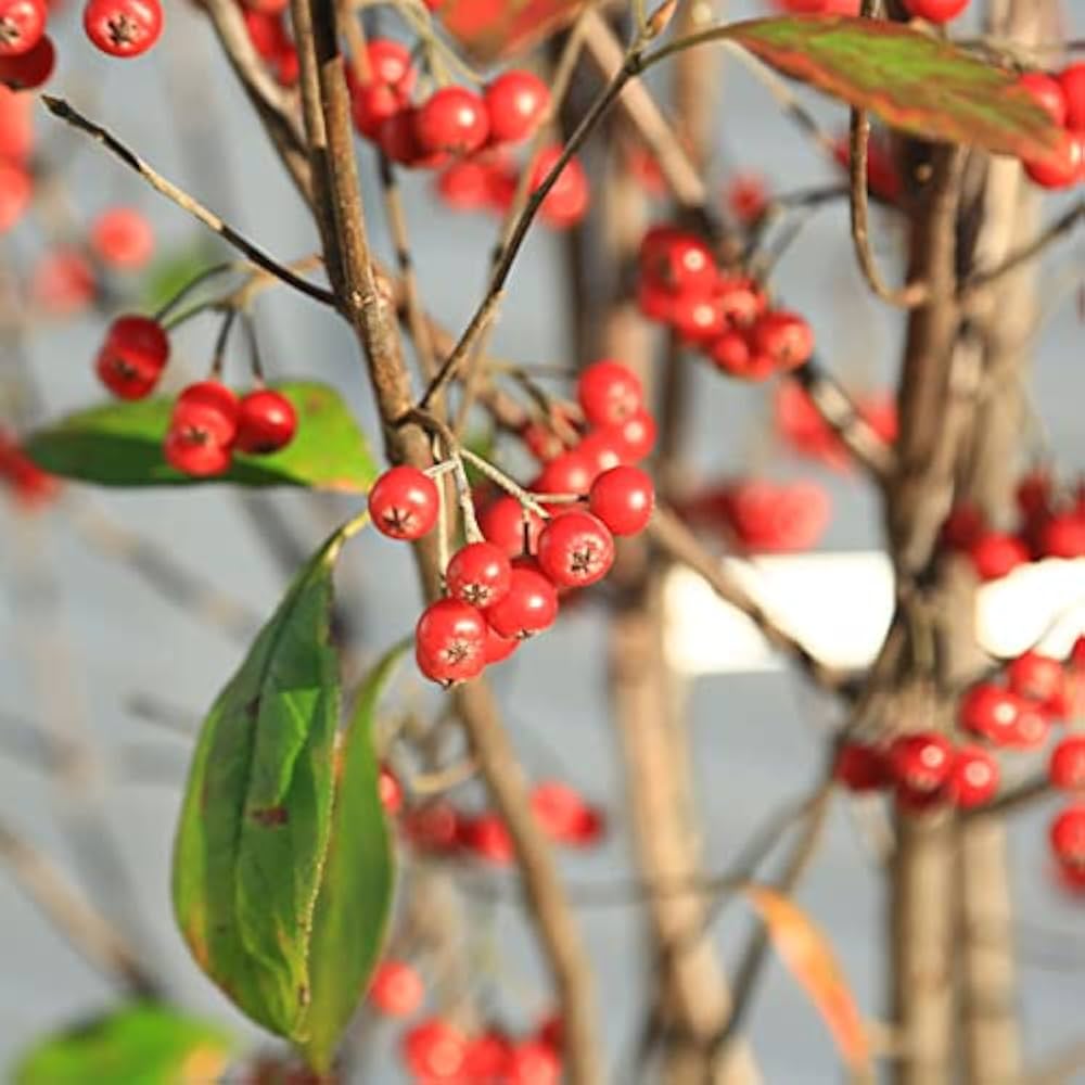 Amazon.co.jp: 庭木：クックベリー（赤実アロニア）特大株* 樹高