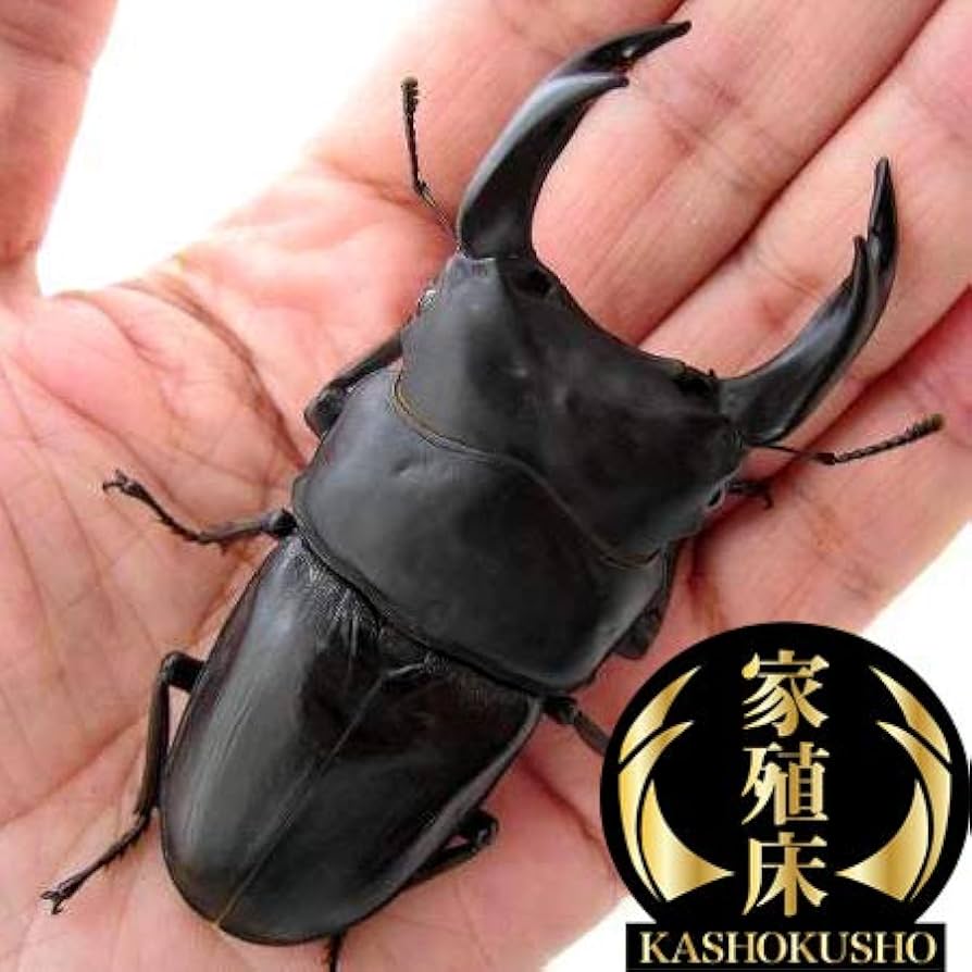 オオクワガタ89.5mm 能勢産 YG血統 昆虫標本用として オオクワガタ89.5