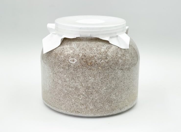 Amazon | ギネス7冠 パラワンオオヒラタ114.1mm【DDA】F-ZERO 菌糸 dda