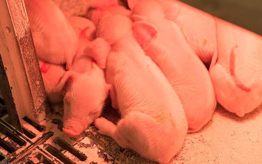 Amazon.co.jp: パナソニック 家畜用ヒーター ランプ1灯【NK-RH12F】 子