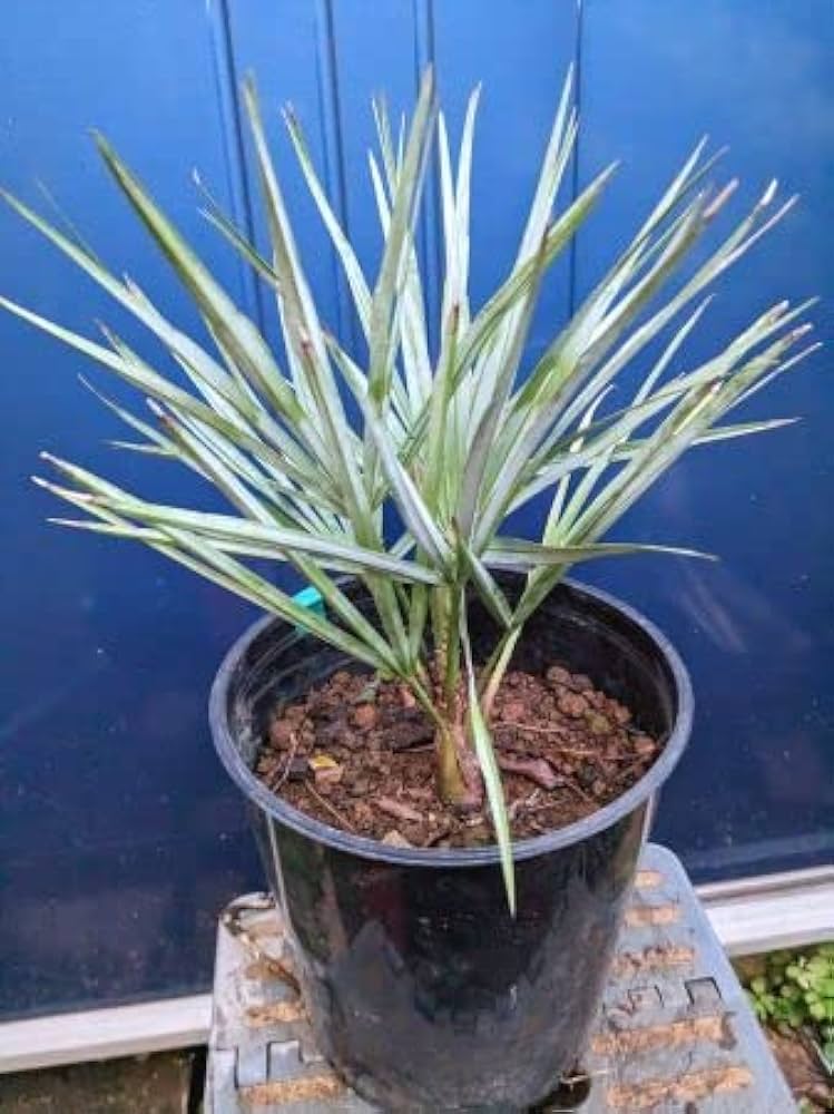 Amazon.co.jp: お任せ株◇チャメロプス フミリス セリフェラ 7号