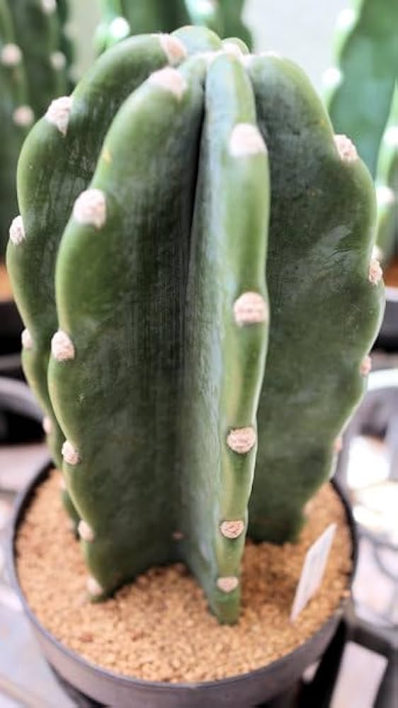 Amazon｜さぼてん 柱サボテン とげなし 鬼面角 キメンカク 4号プラ鉢