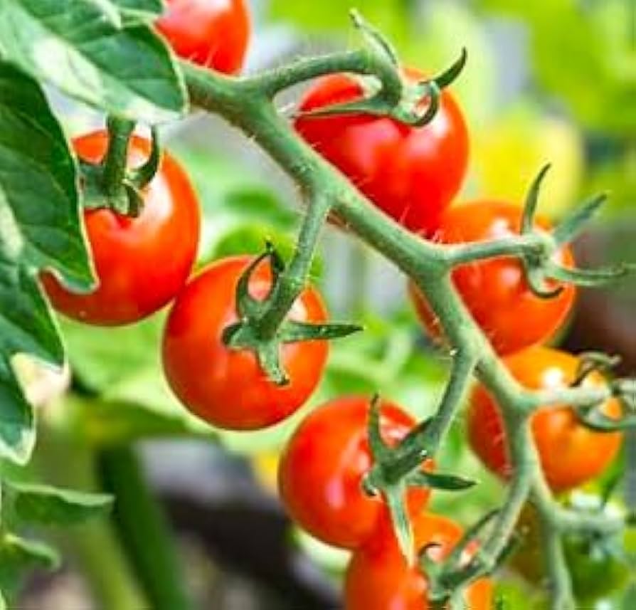 Amazon.co.jp: [God of the Sun, Petit Tomato] Excellent Mini