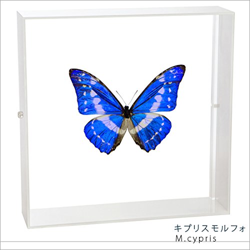 Amazon.co.jp: 蝶の標本 キプリスモルフォ Morpho cypris モルフォ