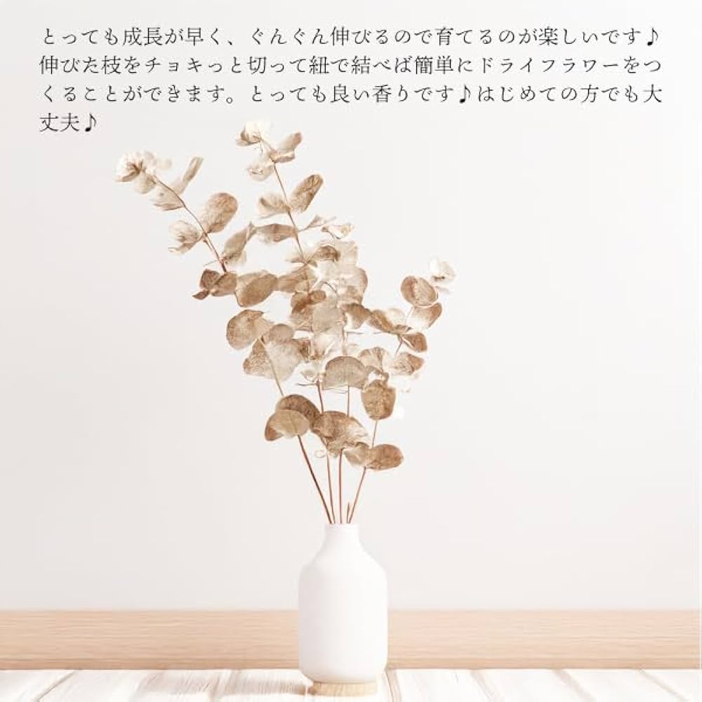 Amazon｜ユーカリ アンティークテラコッタ鉢植え 観葉植物 ベランダ