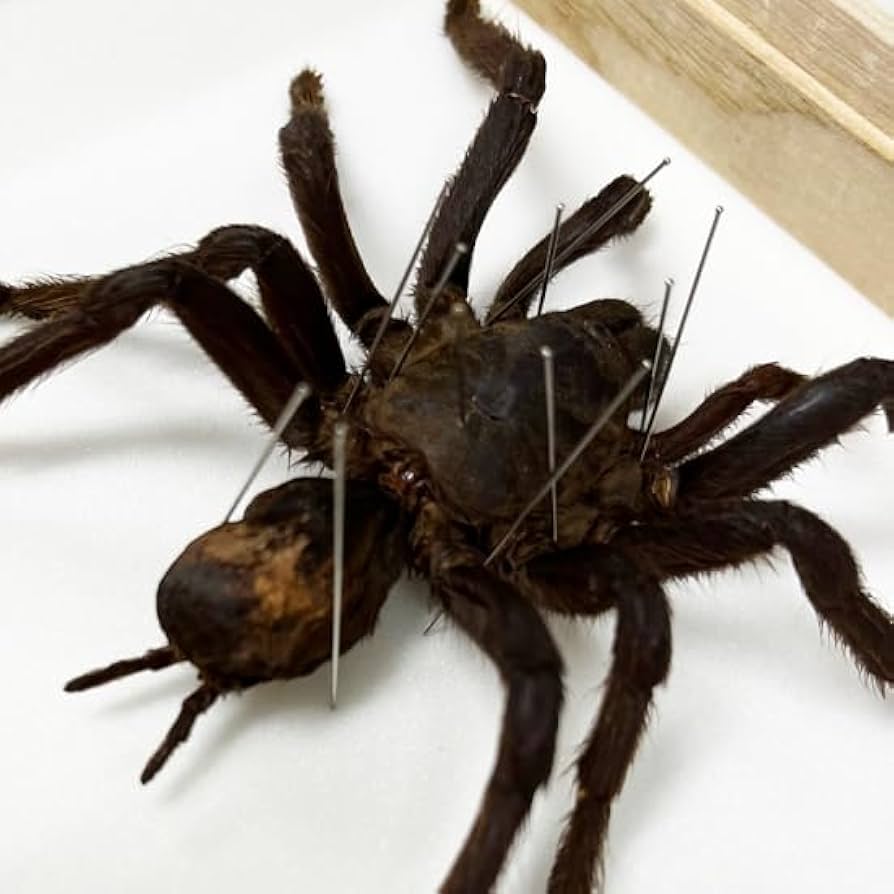 Amazon.co.jp: 虫の標本 タランチュラ : ホーム＆キッチン