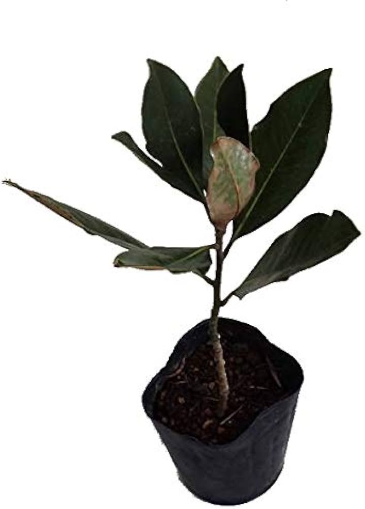 Amazon.co.jp: タイサンボク：リトルジェム 3.5号ポット[ガーデニング