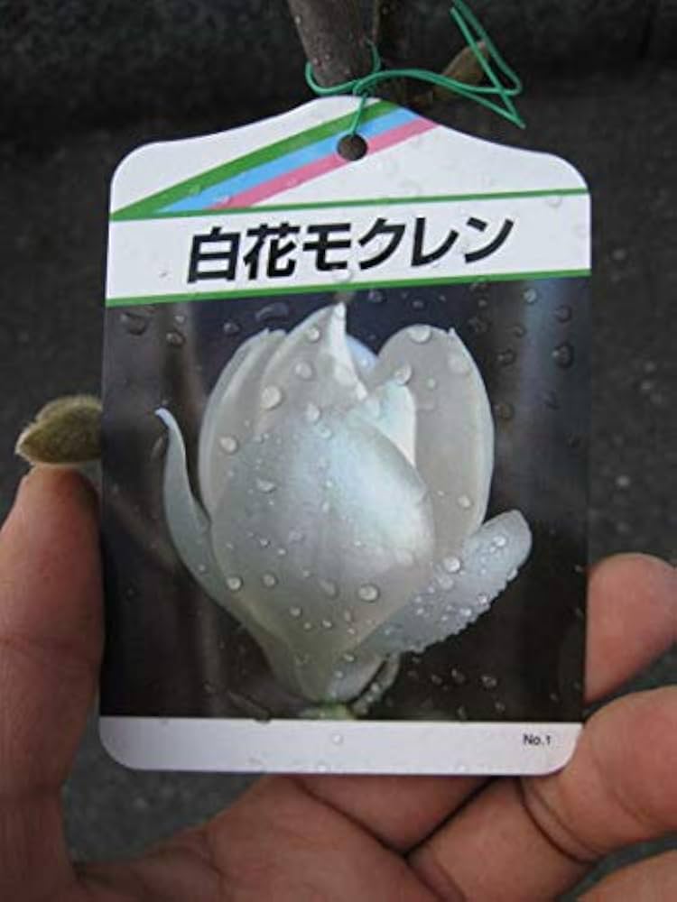 Amazon.co.jp: ハクモレン 白木蓮苗 : DIY・工具・ガーデン