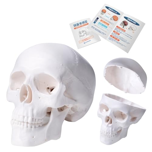 Amazon.co.jp: KIYOMARU 手のひらサイズのミニ頭蓋骨模型 人体模型