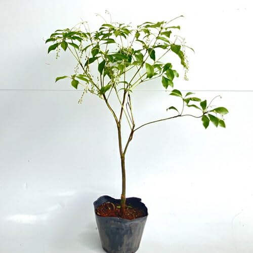 Amazon.co.jp: アセビ 樹高0.3m前後 13.5cmポット 【 単 品 】 あせび