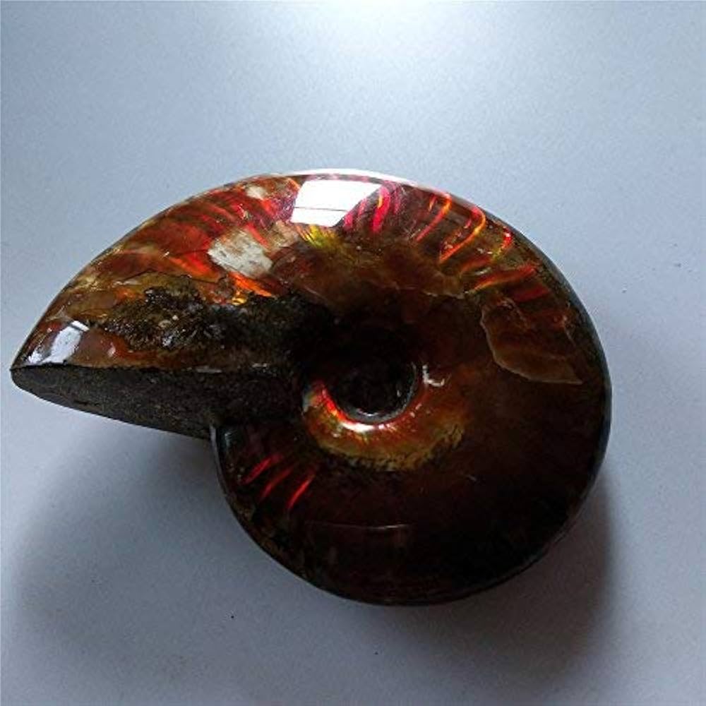 Amazon.co.jp: アンモナイト化石レインボークレオニケラ 虹色