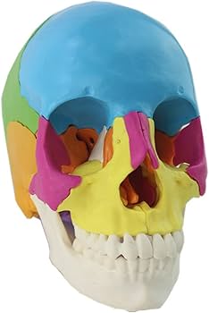 Amazon.co.jp: 人間の頭蓋骨モデル、22パーツ、9色、実物大、ニス塗り