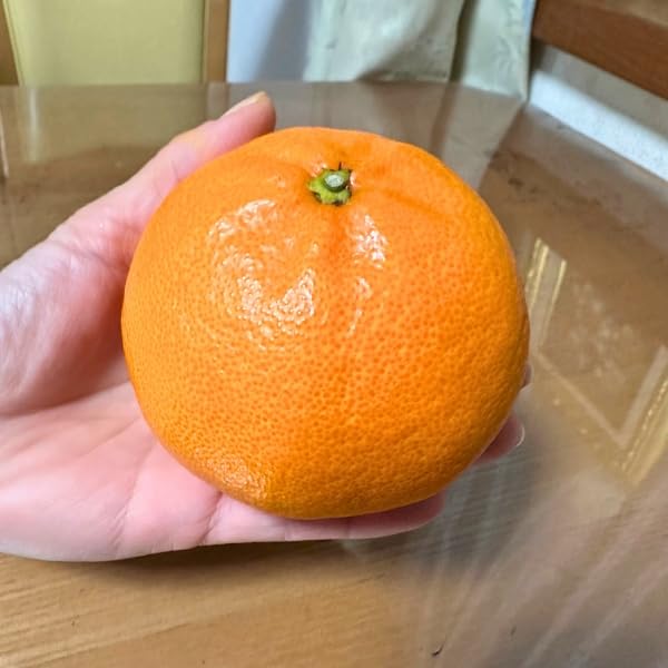 Amazon.co.jp: せとか みかんの苗木 ミカンの果樹苗7号 鉢カバー 樹高