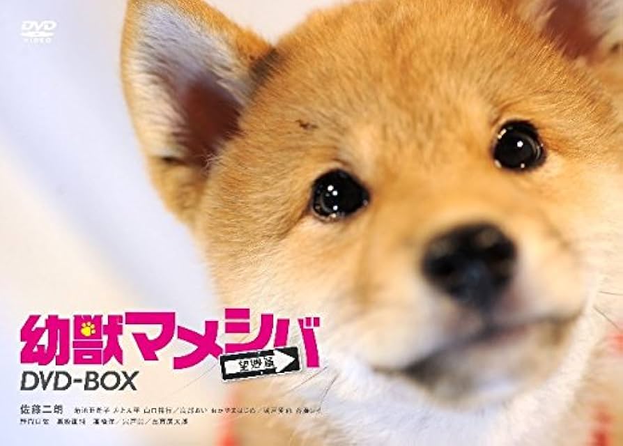 Amazon.co.jp: ドラマ「 幼獣マメシバ 望郷篇 」DVD-BOX : 佐藤二朗