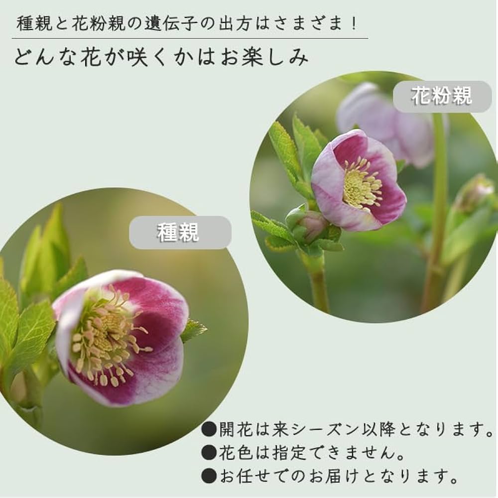 Amazon.co.jp: 予約販売 クリスマスローズ苗 パステリッシュストレイン
