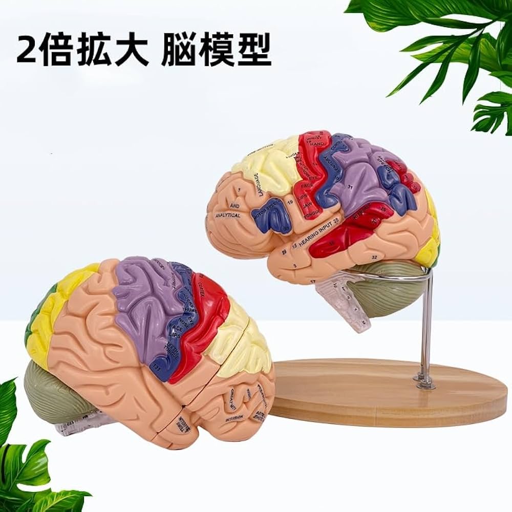 Amazon.co.jp: 人体模型 3D 2倍拡大 4部品 分解可能 脳動脈モデル 脳