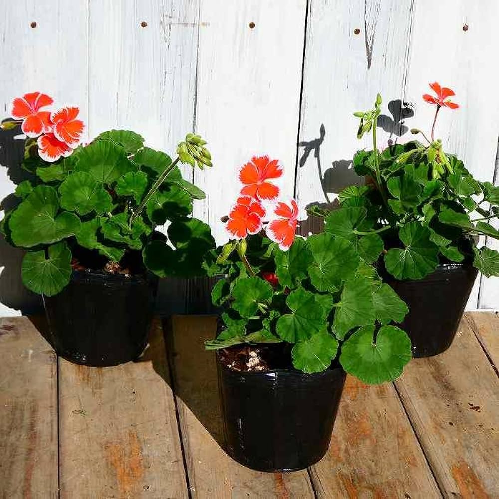 Amazon | ゼラニウム 苗 ミスターレン 3.5号 ゼラニューム 赤 覆輪 赤