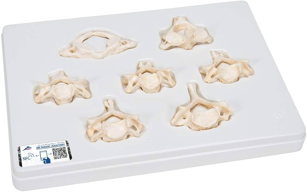 Amazon.co.jp: 実物と区別が難しいほど忠実に再現した頚椎模型です