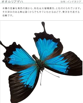 Amazon.co.jp: 蝶の標本 オオルリアゲハ P.ulysses アゲハチョウ
