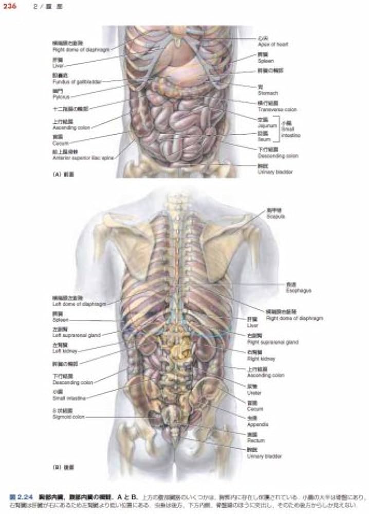 臨床のための解剖学 | 佐藤達夫, 佐藤達夫, 坂井建雄 |本 | 通販 | Amazon