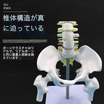 Amazon.co.jp: 背骨モデル 45CM 人体脊椎模型椎間板と神経 頚椎 胸椎