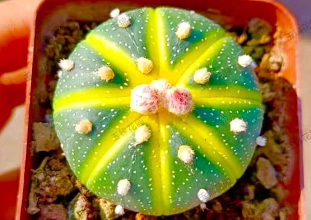 Amazon.co.jp: 1多肉植物 サボテン アストロフィツム ドーナツ兜