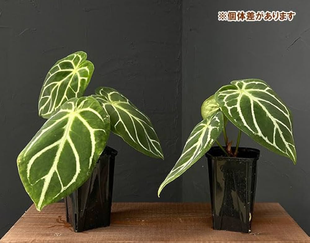 Amazon｜アンスリウム：ドラヤキ×クリスタリナム 3.5号ポット[木村園芸