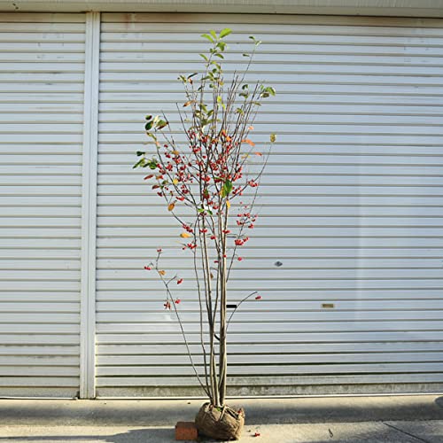 Amazon.co.jp: 庭木：クックベリー（赤実アロニア）特大株* 樹高