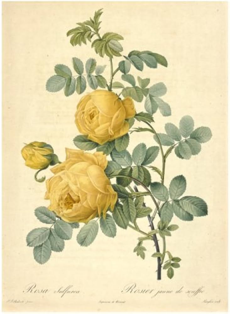 Les Roses バラ図譜 | ピエール=ジョゼフ・ルドゥーテ |本 | 通販 | Amazon