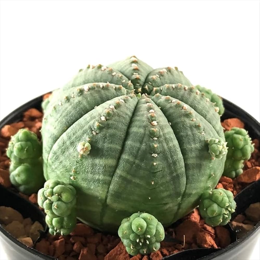 ハ*オ様 ④ ユーフォルビア シンメトリカ 実生 増稜 ハ*オ様 ④