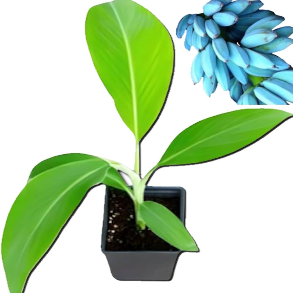 Amazon.co.jp: アイスクリームバナナ苗 - 【ブルージャバ 】耐寒性-3度