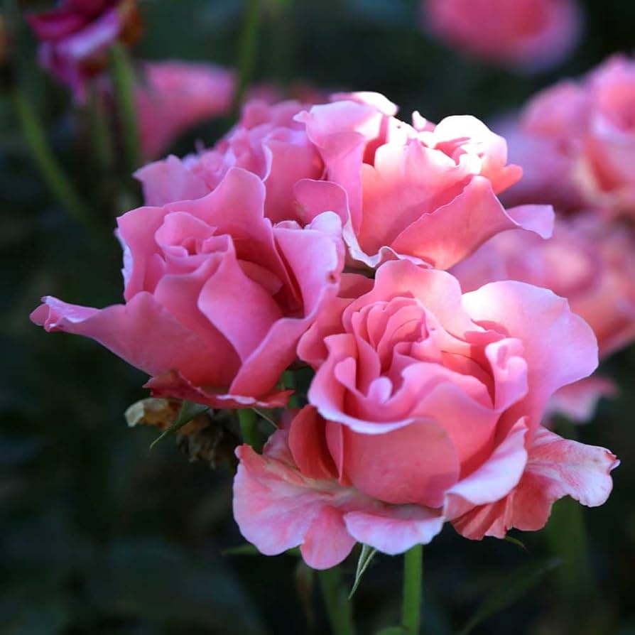 Amazon.com : Heirloom Roses Rose Plant - Paris de Yves St. Laurent