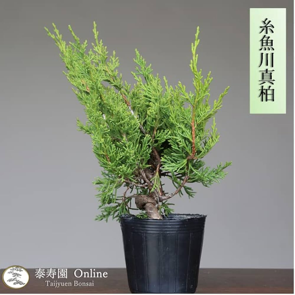 Amazon.co.jp: 糸魚川真柏 盆栽 素材・苗木 【泰寿園 Online】 : DIY