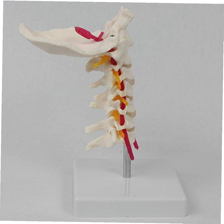 Amazon.co.jp: 人間の頸椎モデル 人体頚椎模型 7節 頚椎脳幹模型 教育