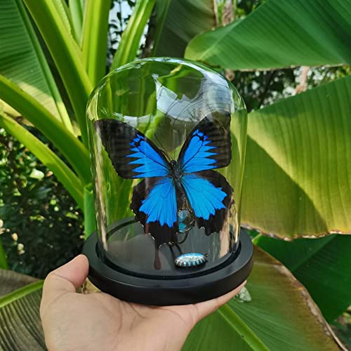 Amazon.co.jp: オオルリアゲハ チョウの標本 約14 cm : おもちゃ
