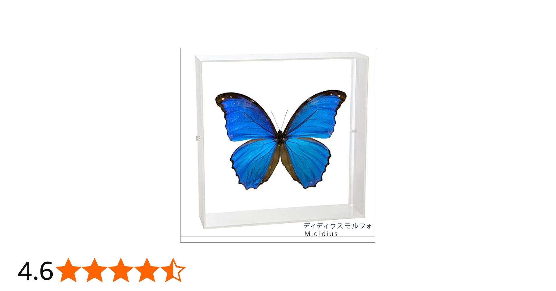 Amazon.co.jp: 蝶の標本 ディディウスモルフォ Morpho didius モルフォ