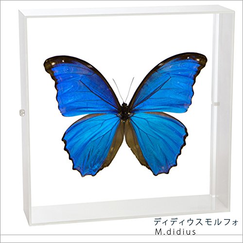 Amazon.co.jp: 蝶の標本 ディディウスモルフォ Morpho didius モルフォ