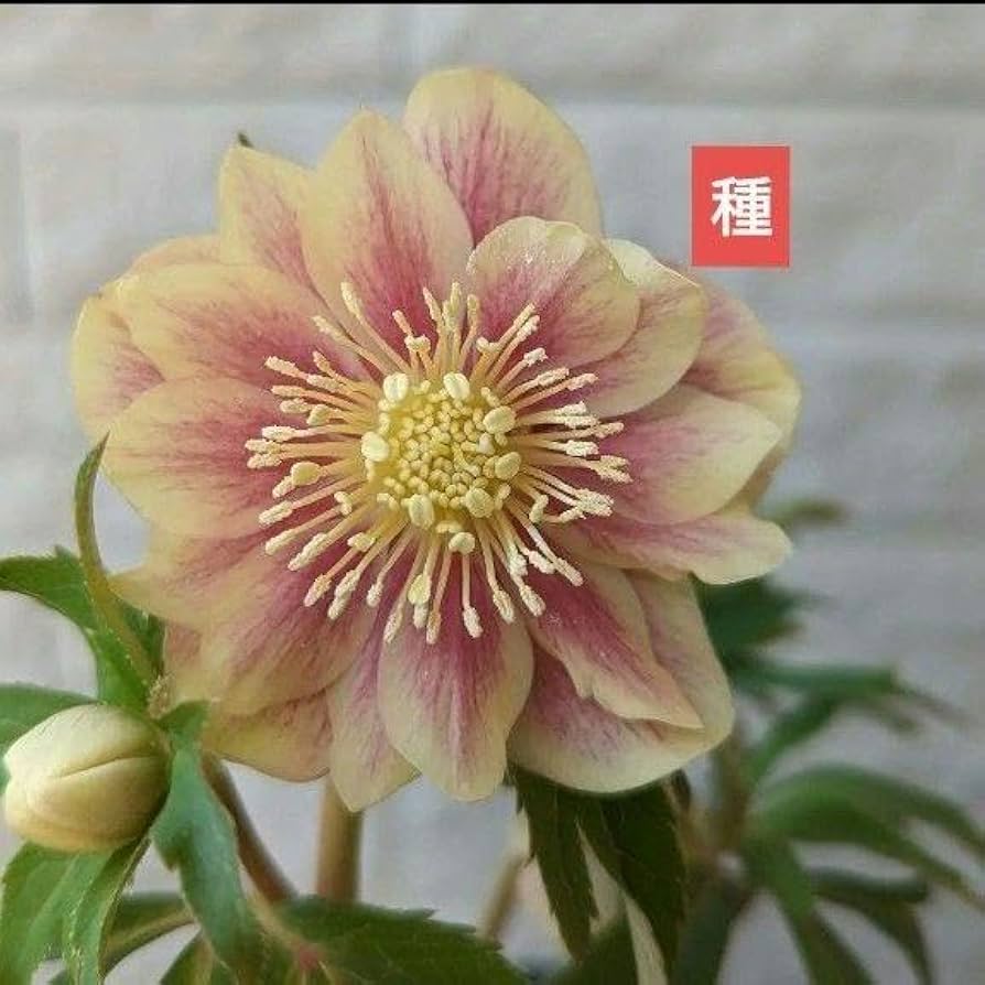 Amazon.co.jp: クリスマスローズ ソレイユ 種 3粒 宿根草 苗 鉢花