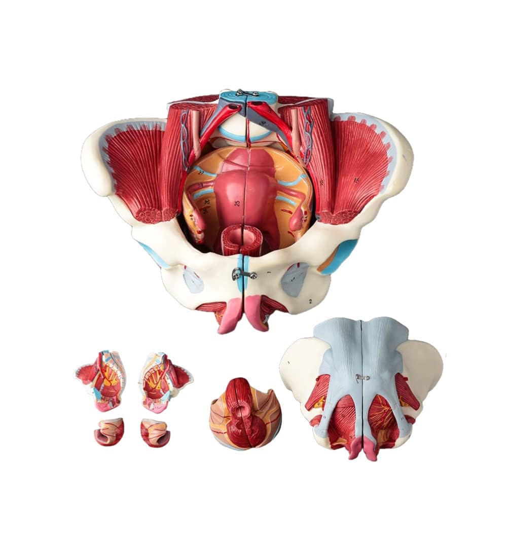 Amazon.co.jp: Ynaioang 女性骨盤モデル骨盤底筋ベルト生殖器血管神経