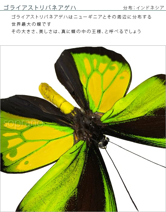 Amazon.co.jp: 蝶の標本 ゴライアストリバネアゲハ O.goliaths
