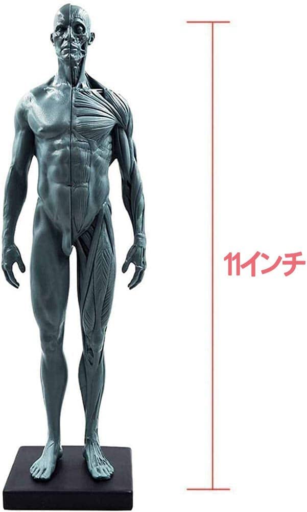 Amazon.co.jp: 人体模型 人体モデル 男性と女性 1セット 11インチ 約