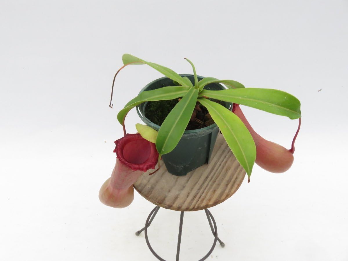 Amazon.co.jp: N.ventricosa Quezon,Luzon 201902 YFK2 3号現品限り