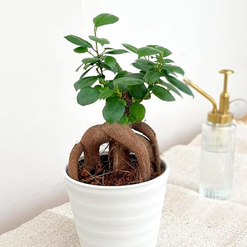 ガジュマル」の人気商品一覧 | 安い商品を通販サイトから探す - 価格.com