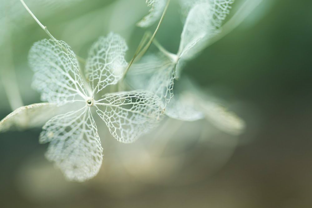 Amazon | TAMRON 単焦点マクロレンズ SP AF90mm F2.8 Di MACRO 1:1
