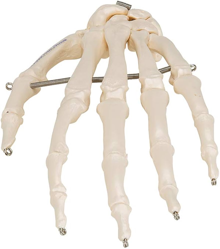 Amazon.co.jp: 手の各骨をワイヤーで連結，各骨の位置関係を正しく再現