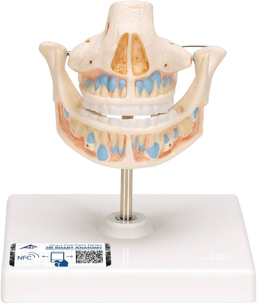 Amazon.co.jp: 乳歯から永久歯への生えかわりの説明に，乳歯と永久歯の