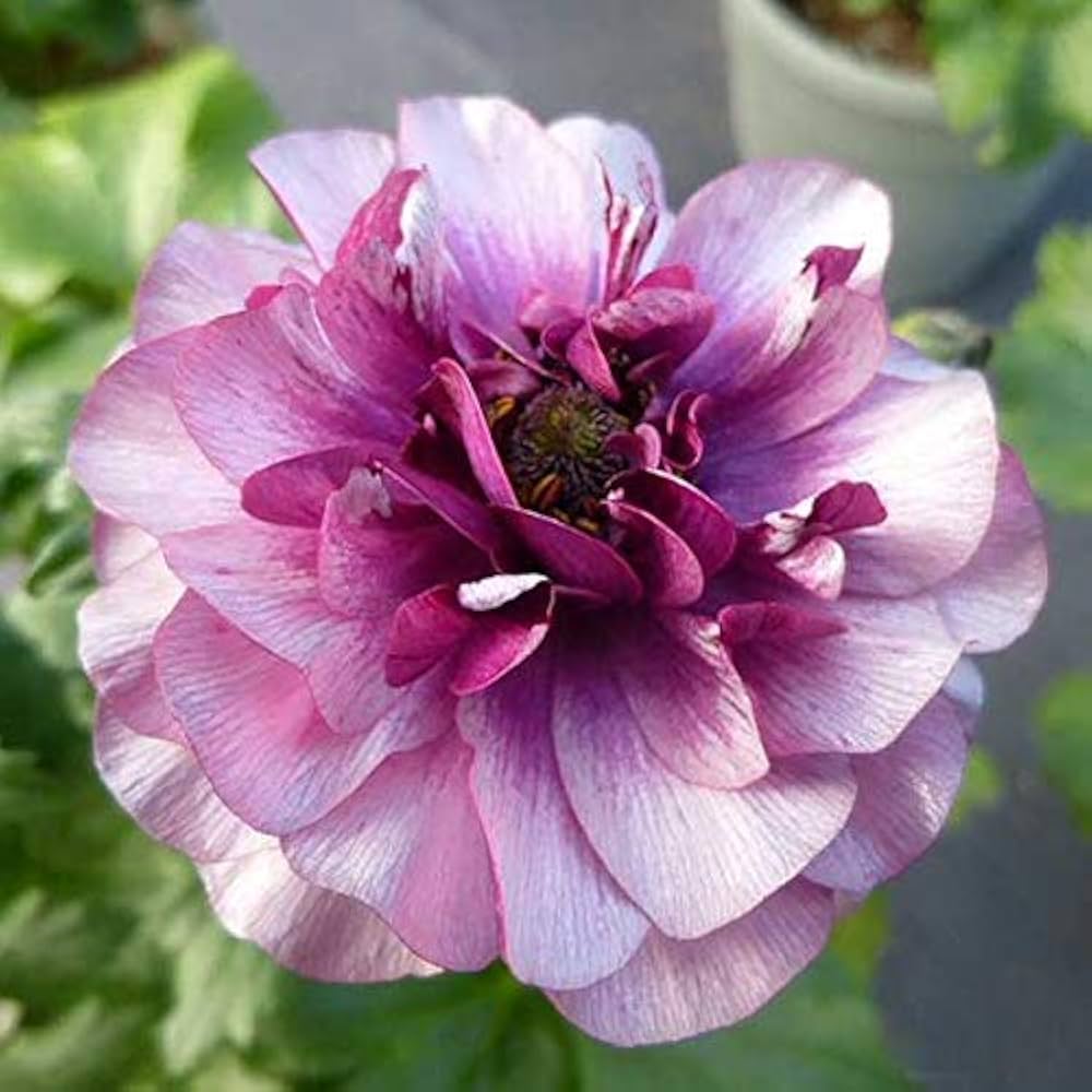 Amazon｜ラナンキュラス：ラックス ティーバ3.5-4号ポット[光沢のある