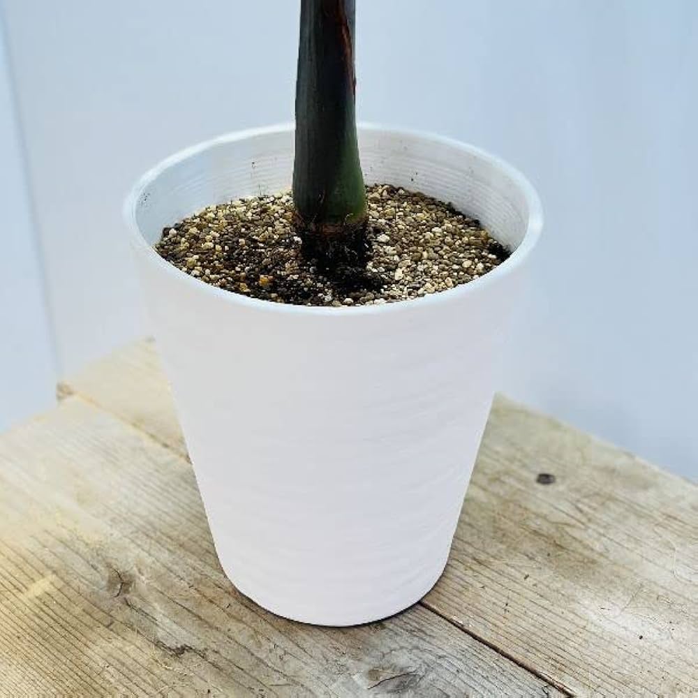 Amazon.co.jp: 観葉植物・希少：トックリヤシ(徳利椰子)*6号 : DIY