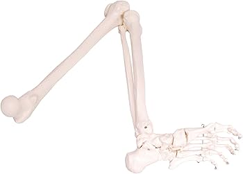 Amazon | モノライフ 人体模型 下肢骨 大腿骨 脛骨 足骨 模型 等身大